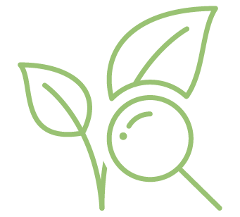 icono a línea verde de dos hojas de una planta con una lupa delante