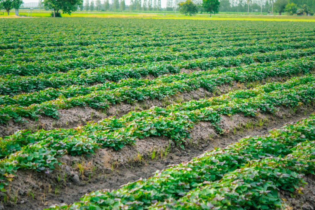 terreno plantación de patata o batata