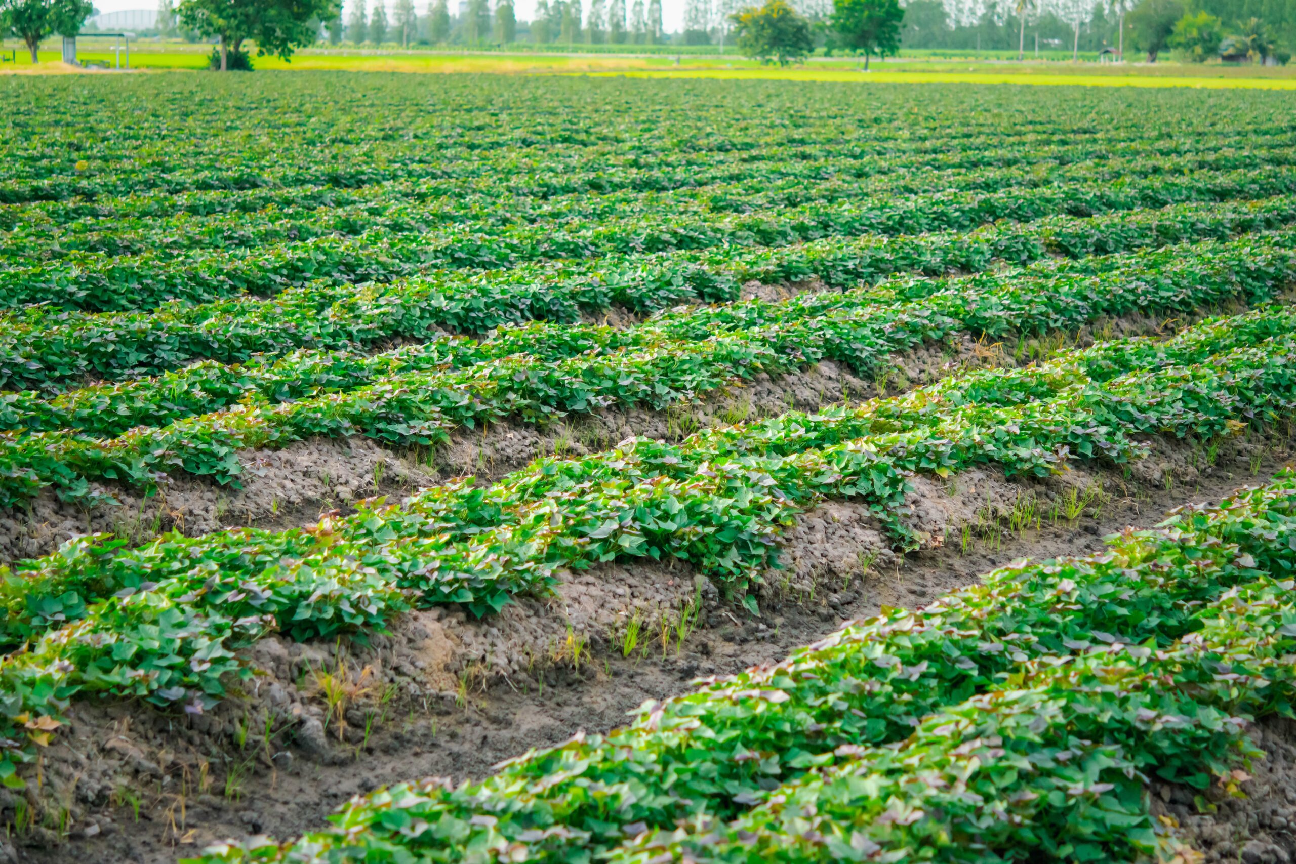 terreno plantación de patata o batata
